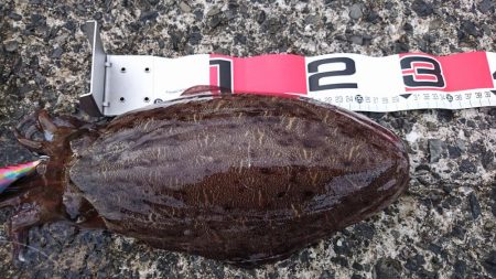 足元でモンゴウ